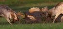 Rutting_Fallow_Deer